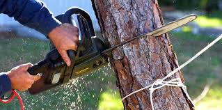 Best Tree Trimming and Pruning  in Gloverville, SC