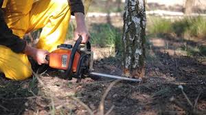 Tree and Shrub Care in Gloverville, SC