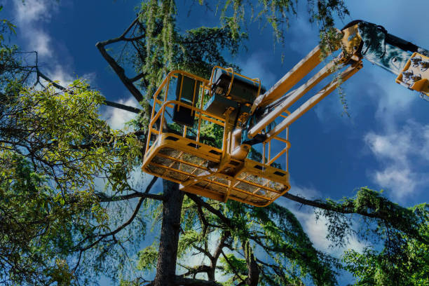 Best Arborist Consultation Services  in Gloverville, SC