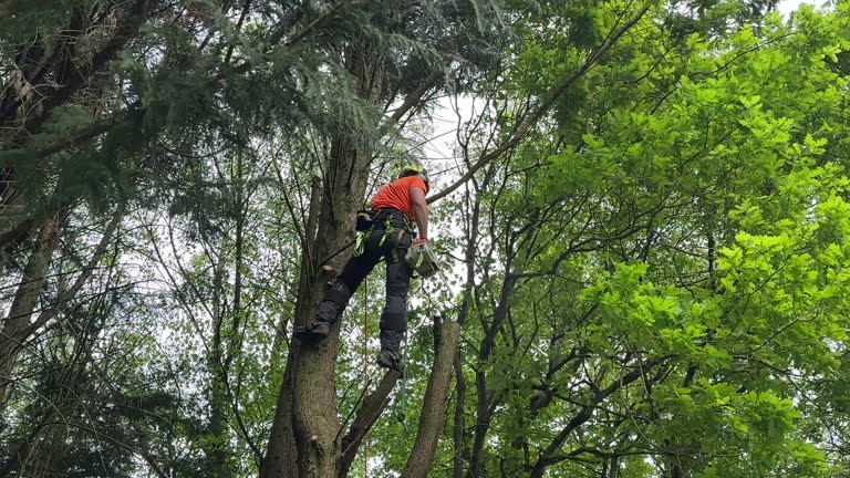 Best Stump Grinding and Removal  in Gloverville, SC