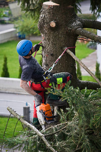 Best Commercial Tree Services  in Gloverville, SC