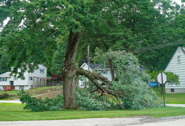 Gloverville, SC Tree Care  Company